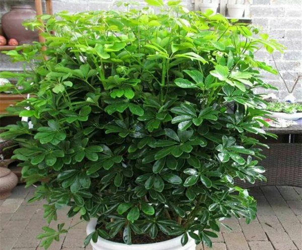 哪些植物需要补铁