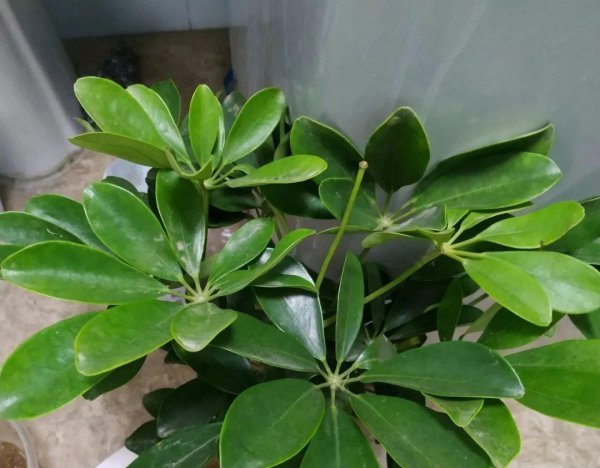 哪些植物需要补铁