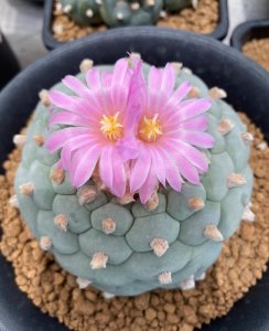 绯花玉好养吗 有关绯花玉的养护介绍