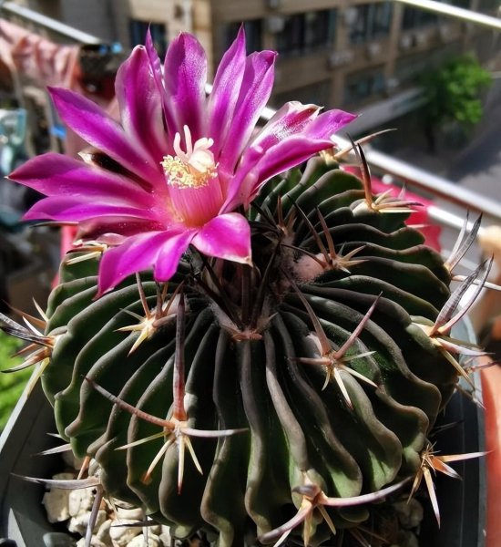 绯花玉好养吗