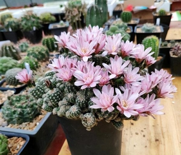 绯花玉好养吗