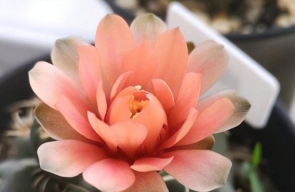 绯花玉好养吗