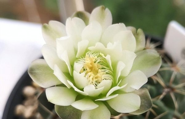 绯花玉好养吗