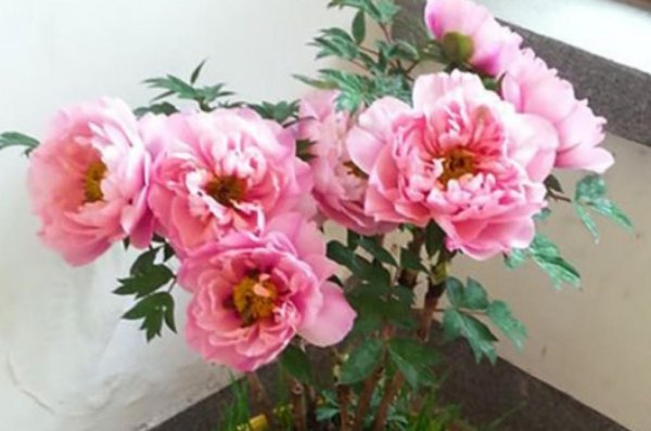 春天牡丹怎么养才能开花旺盛