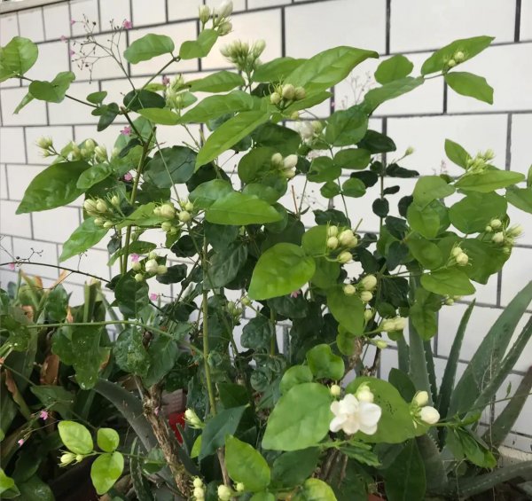 不适合过年买的三种花