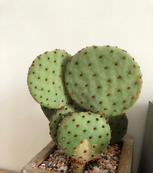 不适合过年买的三种花