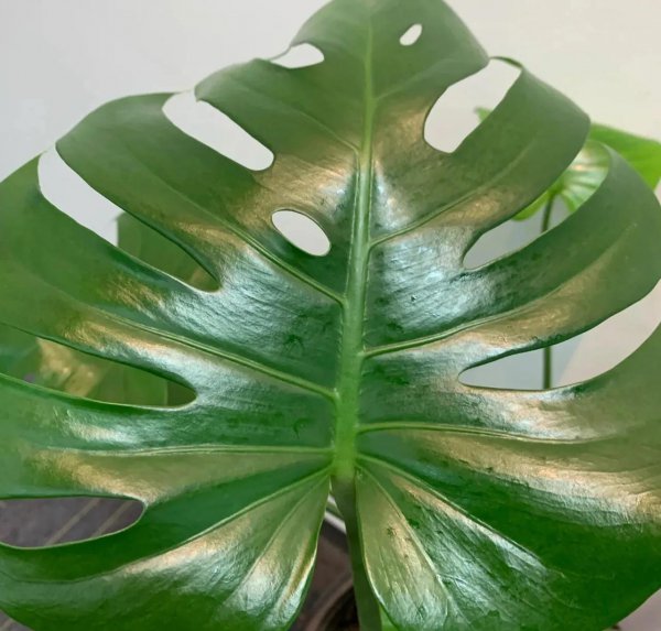 不适合过年买的三种花