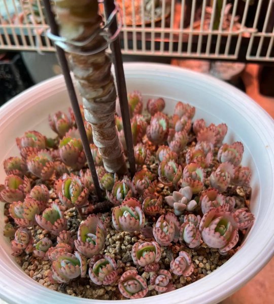 简单易养的花有哪些