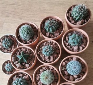 仙人球能不能暴晒 仙人球晒太阳注意事项