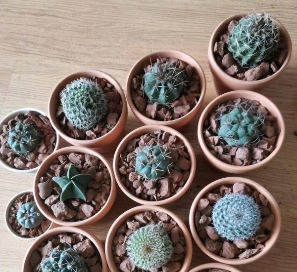 仙人球能不能暴晒