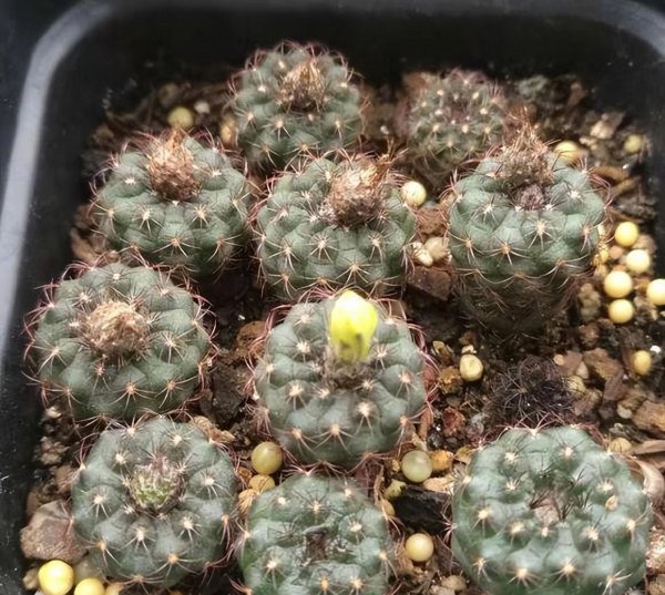 仙人球能不能暴晒