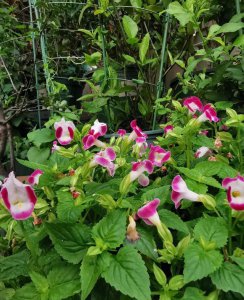 夏堇花夏季怎么养 详解夏堇花夏天养护技巧