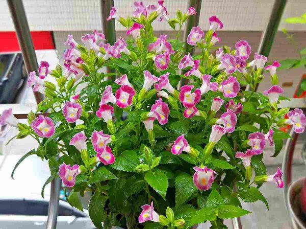 夏堇花夏季怎么养