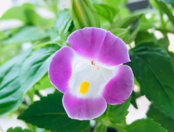 夏堇花夏季怎么养