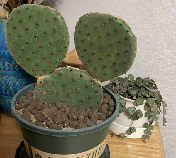 米老鼠仙人掌的尖刺怎么弄掉