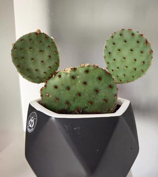 米老鼠仙人掌的尖刺怎么弄掉