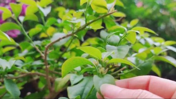 三角梅秋季怎么养护