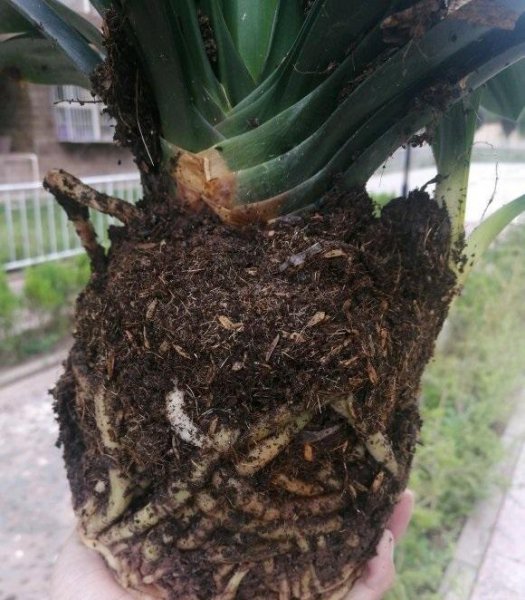 君子兰夹箭要不要把叶子都剪掉