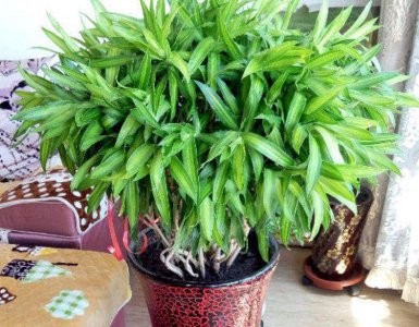 百合的花期怎么延长呢 有关百合延长花期养护小技巧