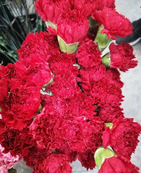 带有香水味的花卉有哪些