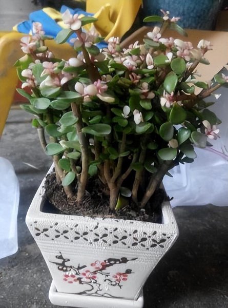 春天怎么养金枝玉叶