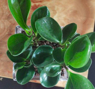 豆瓣绿怎么养护 才能确保植株旺盛？