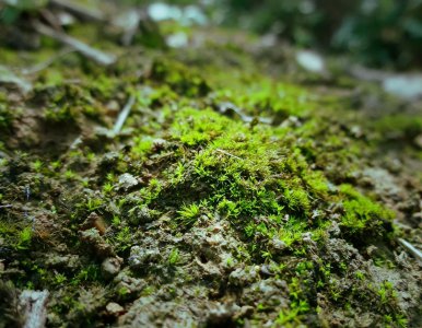 野外采的苔藓可以放鱼缸吗 野苔藓放置鱼缸注意事项