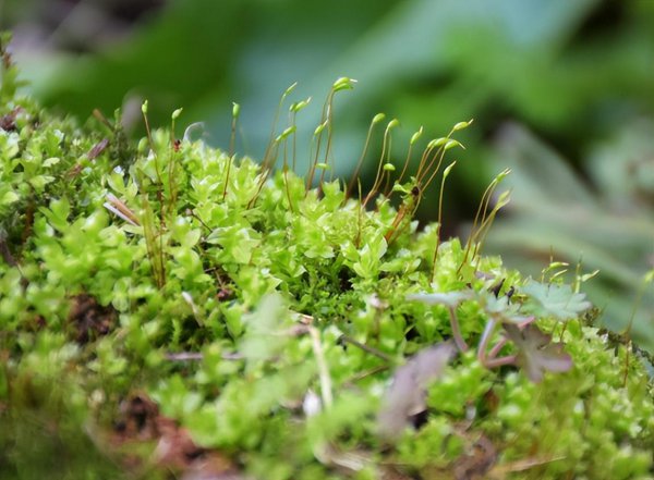 野外采的苔藓可以放鱼缸吗