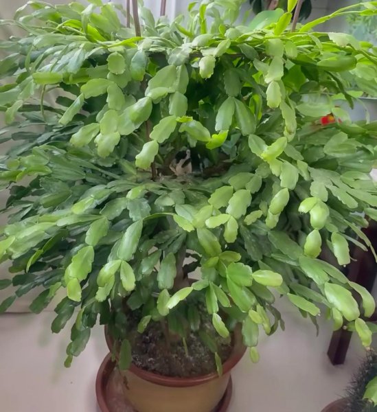 蟹爪兰不开花怎么办