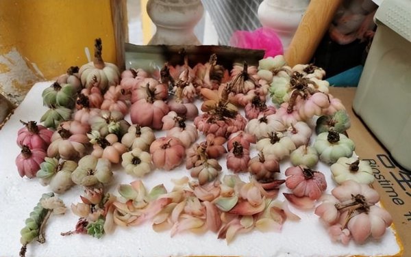 裸根多肉怎么养护