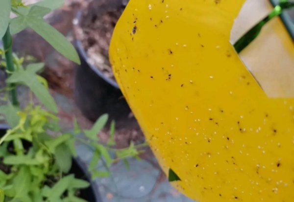 秋天养花怎么预防虫害