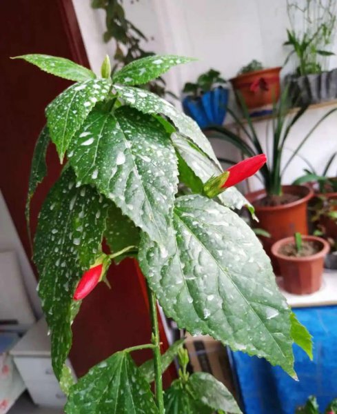 秋天养花怎么预防虫害