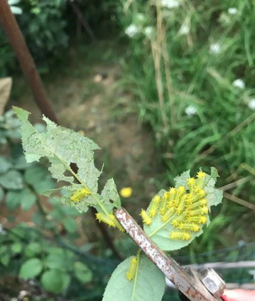 秋天养花怎么预防虫害