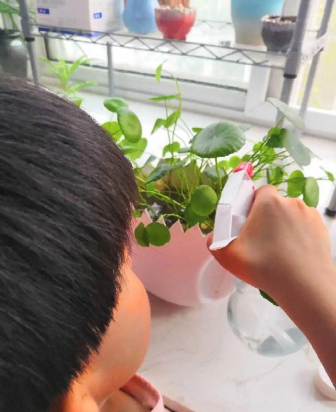 秋天养花怎么预防虫害
