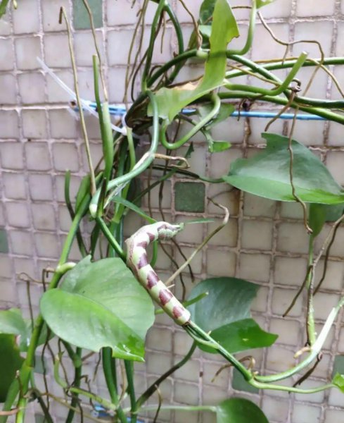 秋天养花怎么预防虫害