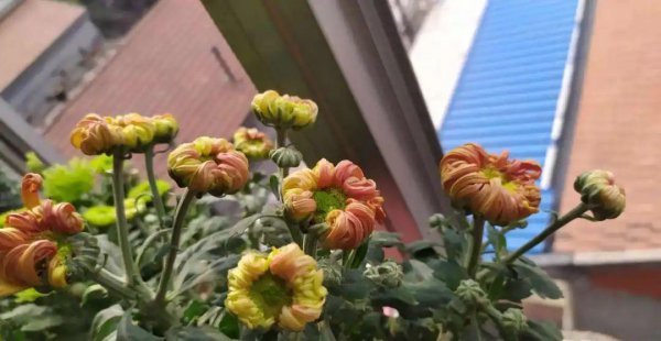 秋天养花怎么预防虫害