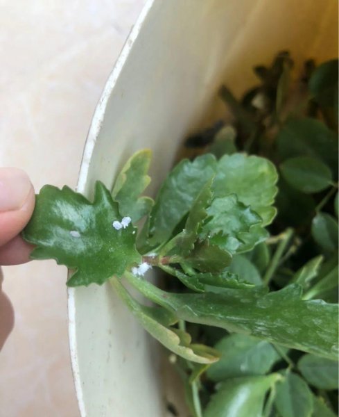 秋天养花怎么预防虫害
