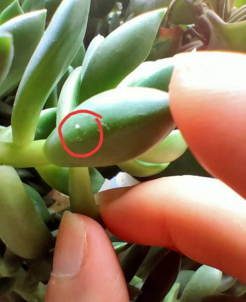 秋天养花怎么预防虫害