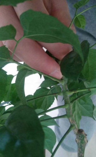 秋天养花怎么预防虫害