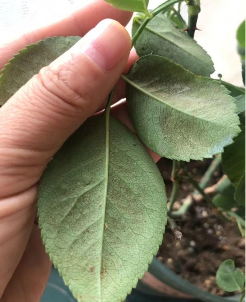 秋天养花怎么预防虫害