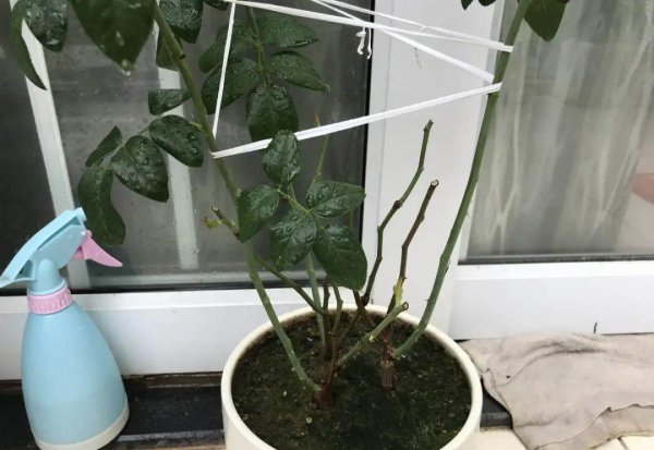 秋天养花怎么预防虫害