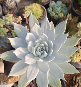 绿植好养还是多肉好养 详解绿植和多肉的养护条件