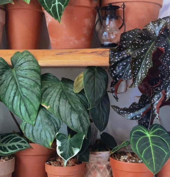 绿植好养还是多肉好养