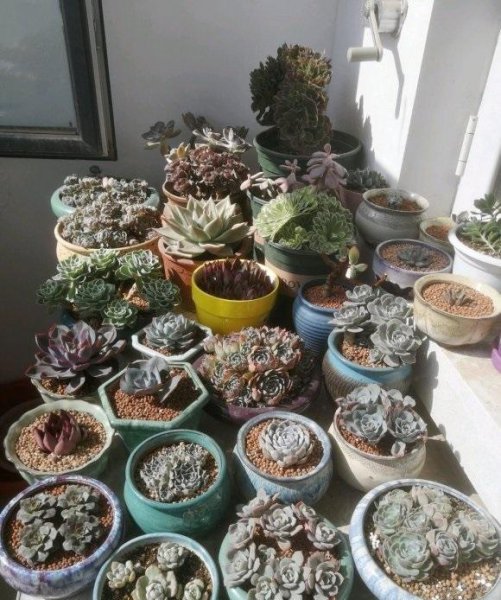 绿植好养还是多肉好养