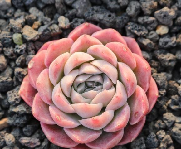 绿植好养还是多肉好养