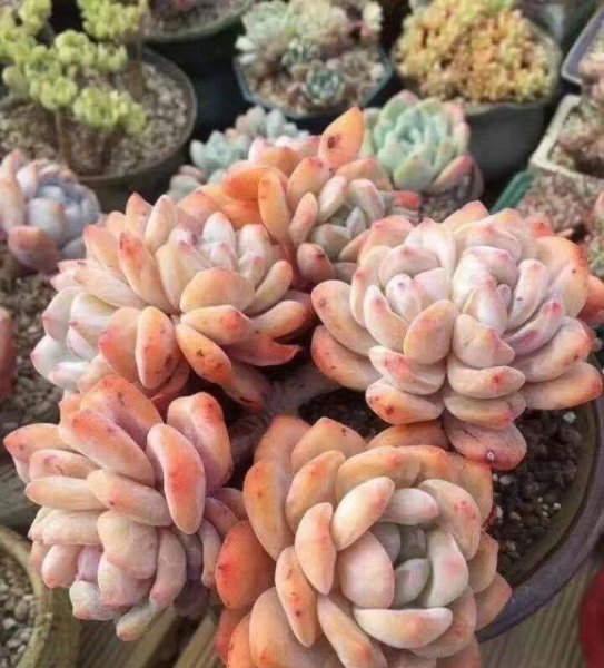 绿植好养还是多肉好养