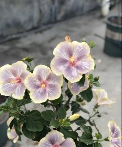 花期长达300天的10种花 花期超长的花推荐