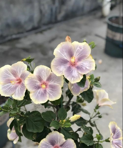 花期长达300天的10种花