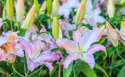 立冬时节适合养哪些球根花 立冬最适合养3种球根花推荐