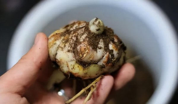 立冬时节适合养哪些球根花